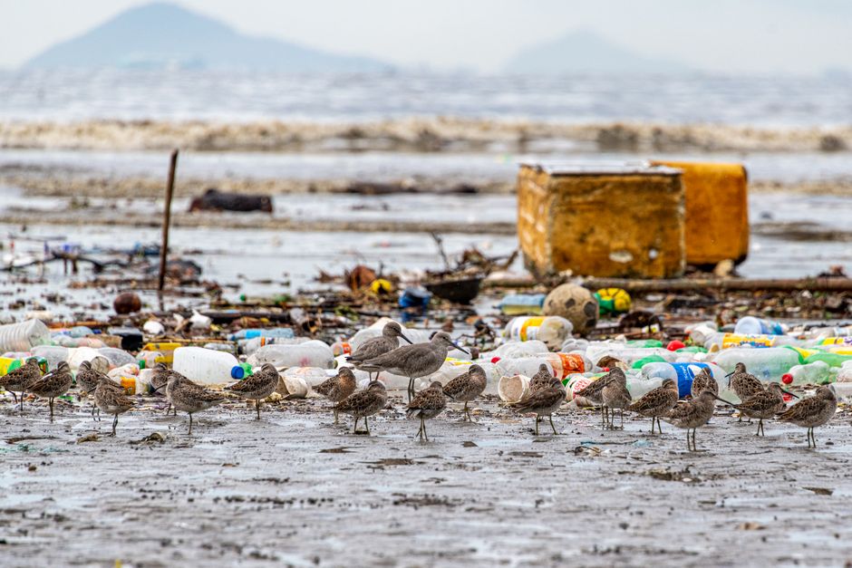 Litter and wildlife